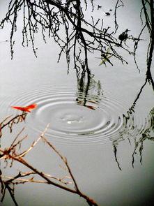 水墨丹青爆料视频,揭秘水墨画艺术魅力背后的故事 第1张 水墨丹青爆料视频,揭秘水墨画艺术魅力背后的故事 第1张