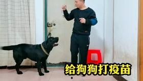 爆料救助流浪动物视频播放,救助流浪动物,温暖瞬间引网友共鸣 第1张 爆料救助流浪动物视频播放,救助流浪动物,温暖瞬间引网友共鸣 第1张